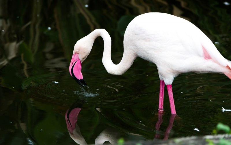 Фламинго розовый (Phoenicopterus roseus)