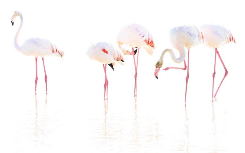 Flamingo, Флорида