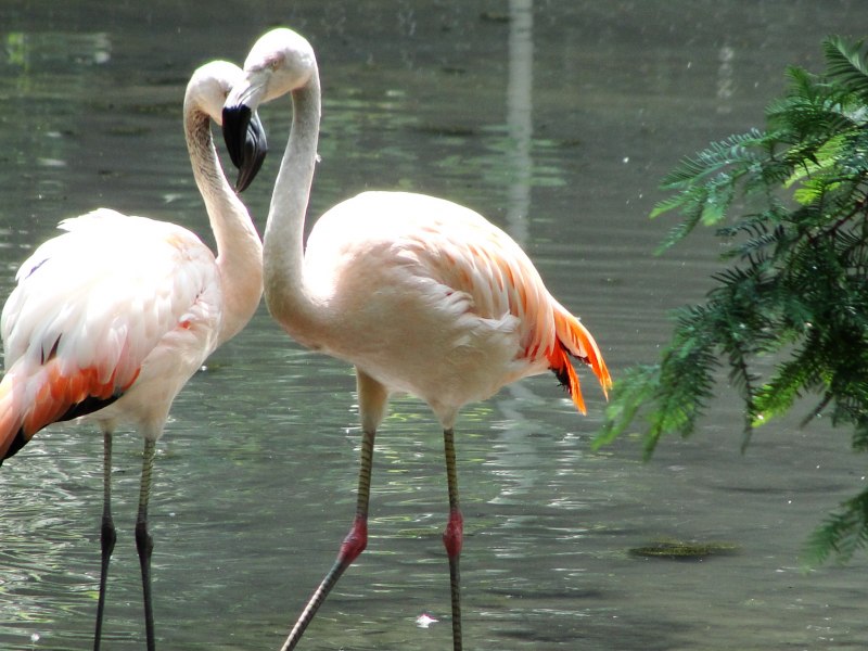 Фламинго красивые фотографии