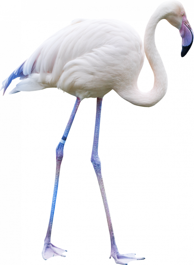 Розовый Пеликан и Фламинго