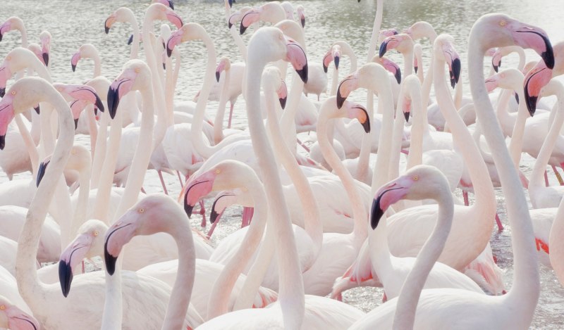 Фламинго Блиновская