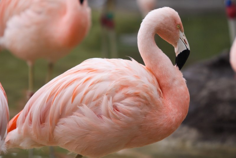 Фламинго белый и розовый