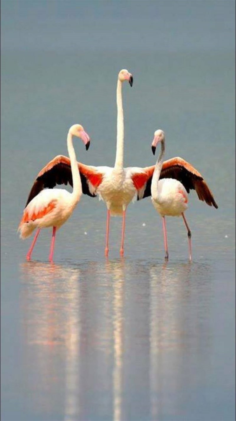 Колония Фламинго