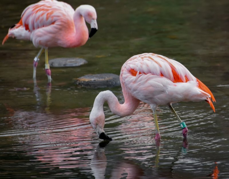 Фламинго обыкновенный птенец