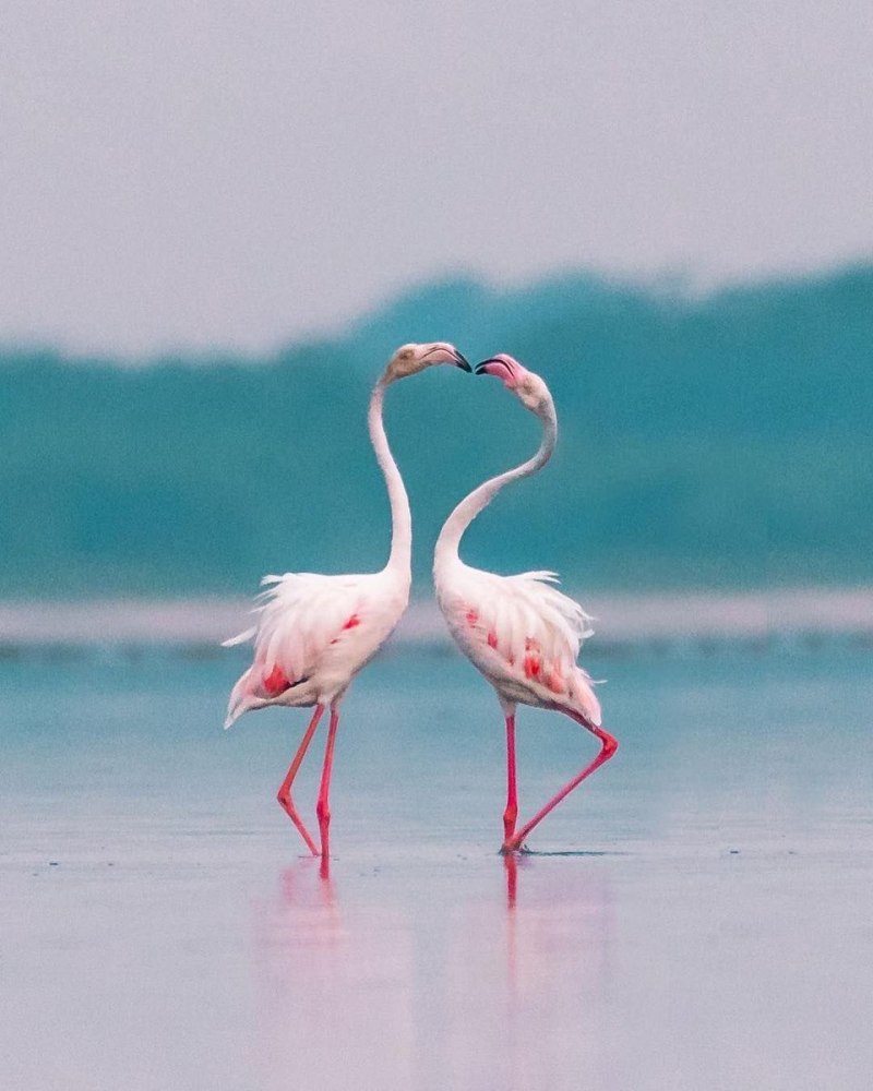 Андский Фламинго