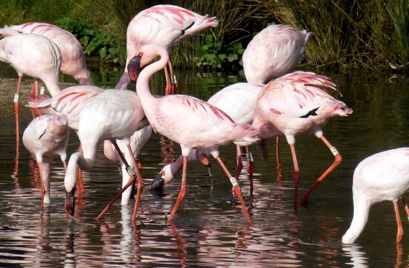 Фламинго альбинос