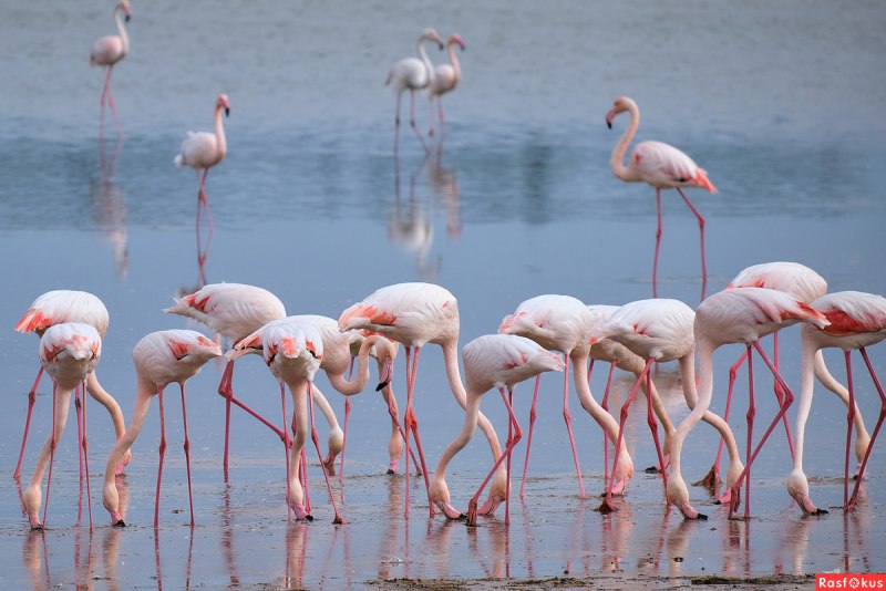 Кокон Фламинго белый