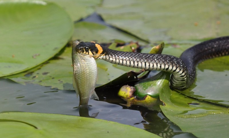 Питание ужа обыкновенного