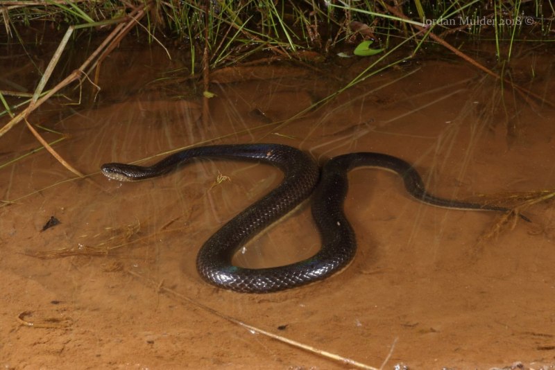 Астраханская водяная гадюка
