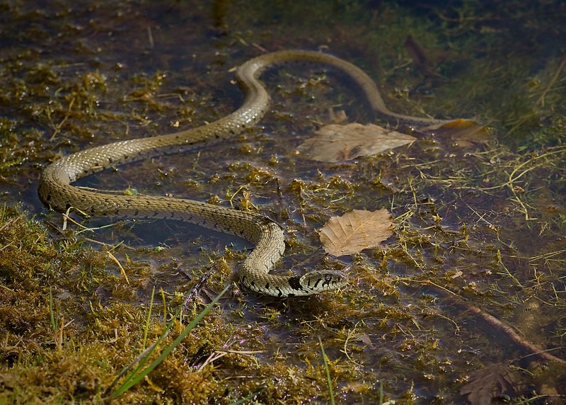 Озерная гадюка