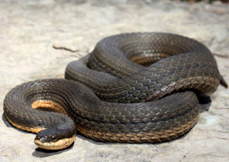 Водяной уж (Natrix tessellata)