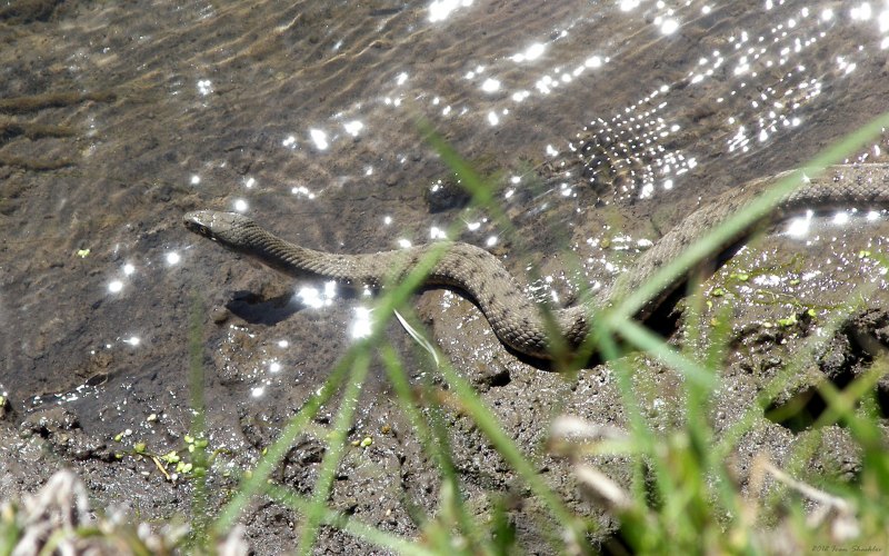 Речные уж обыкновенный