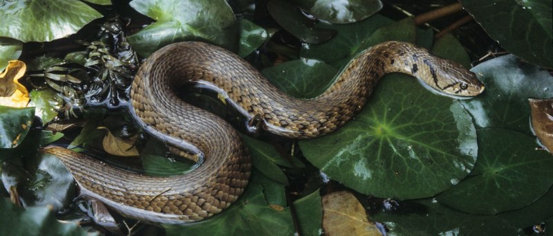 Xenochrophis Piscator