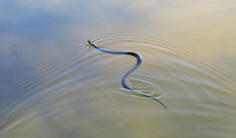 Маленькая гадюка в воде