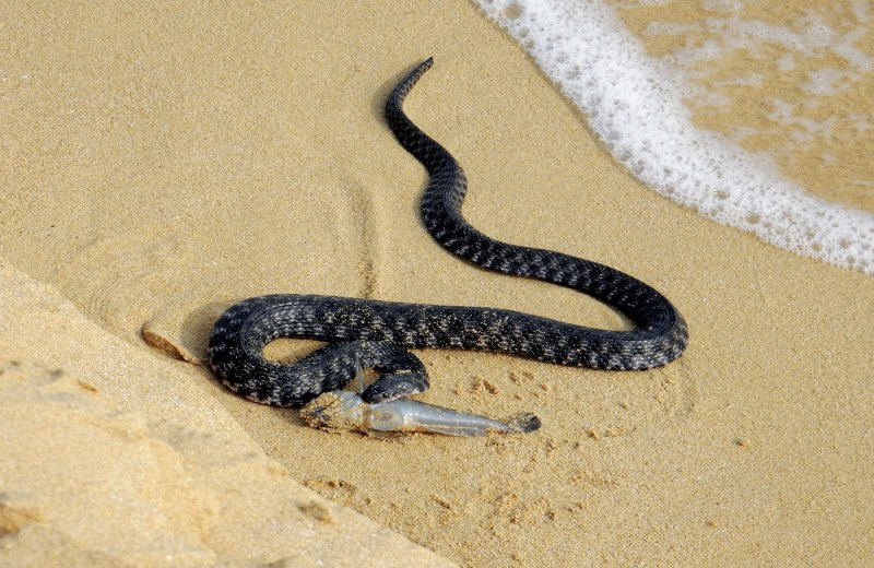 Морская змея пеламида