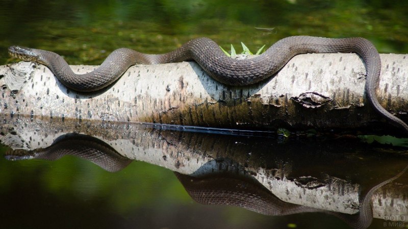 Змея в воде