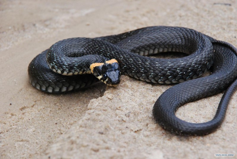 Черная водинистая змея