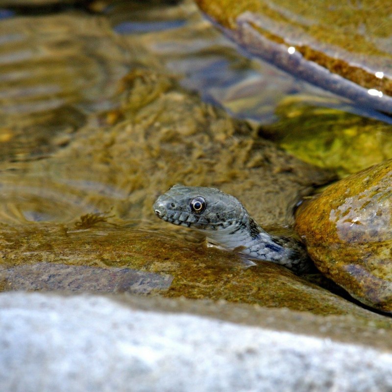Водяные змейки