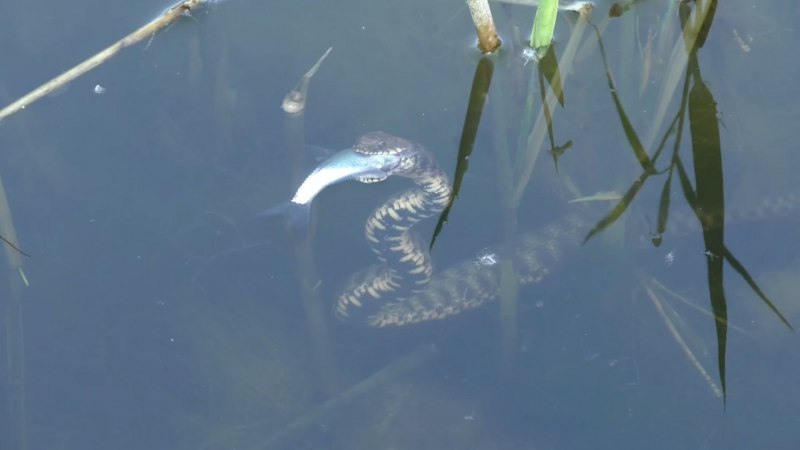 Змеи в камышах