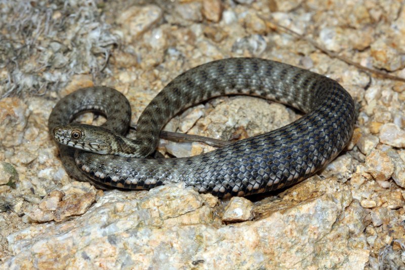 Змея шахматная гадюка