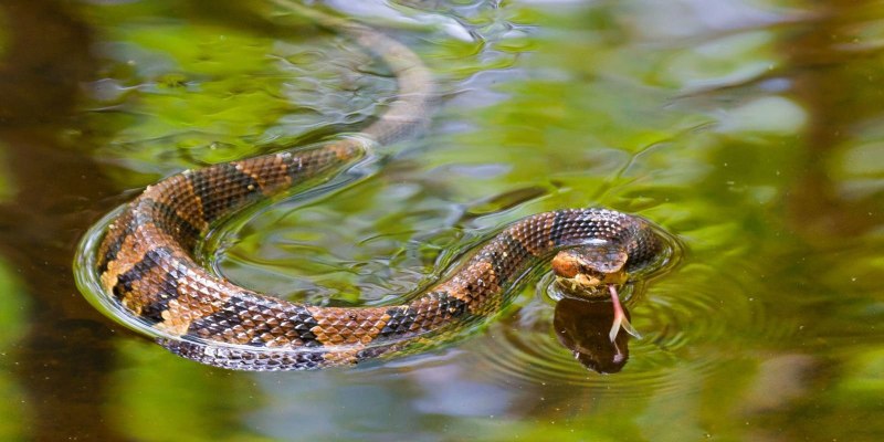 Змеи живут в болоте