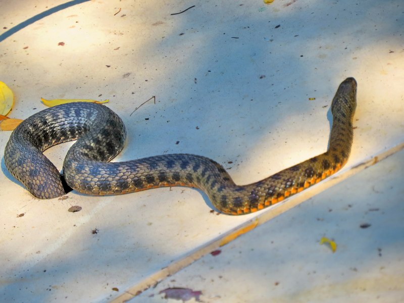 Желтобрюх змея