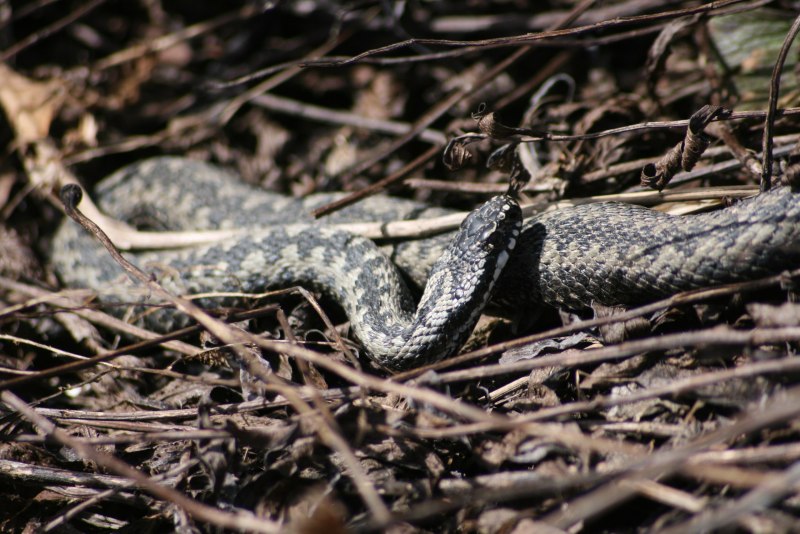 Степная шахматная гадюка