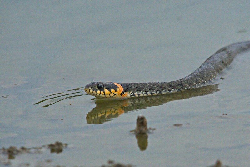 Уж водяной и уж обыкновенный