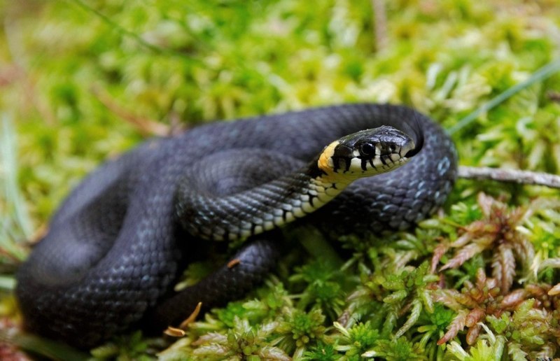 Обыкновенный уж Natrix Natrix