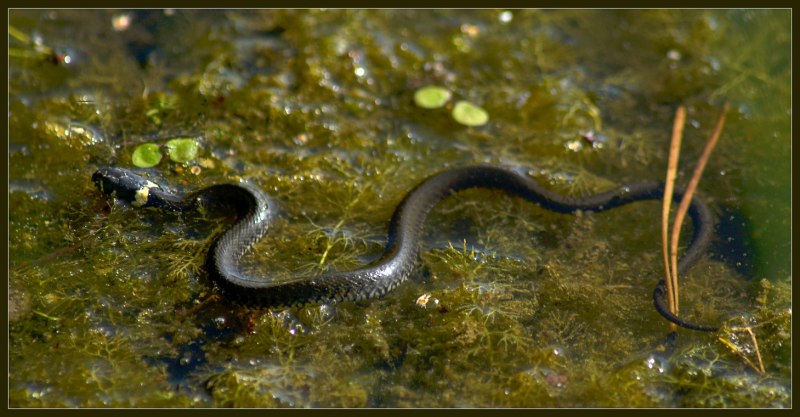 Уж обыкновенный плавает