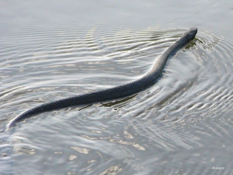 Речная гадюка