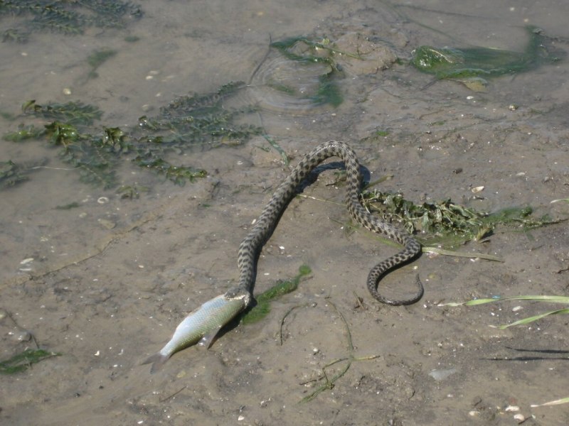 Гадюка в Астрахани