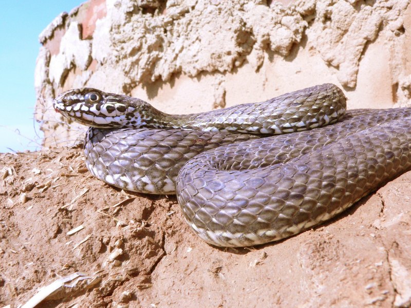 Степная шахматная гадюка