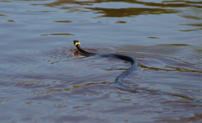 Уж обыкновенный плавает