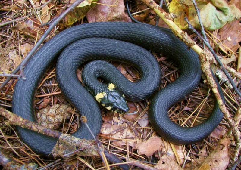 Змея уж обыкновенный