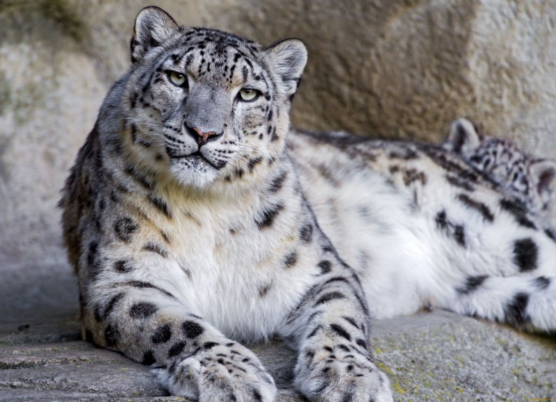 Снежный Барс Тянь Шань