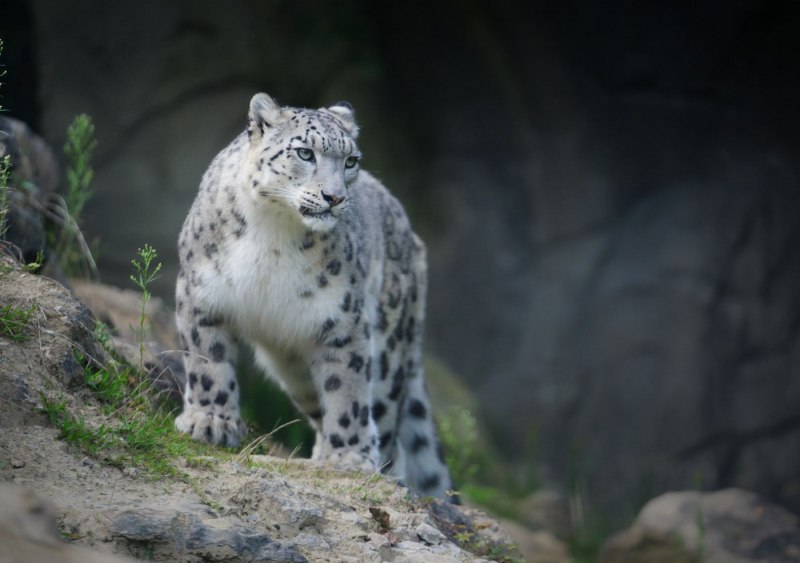 Снежный Барс Ирбис