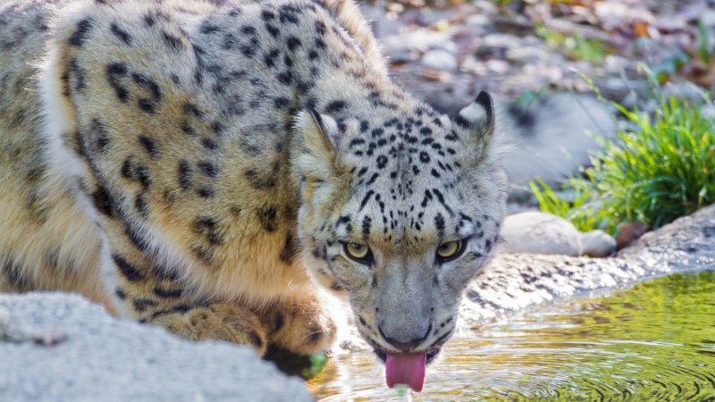 Снежный Барс uncia uncia