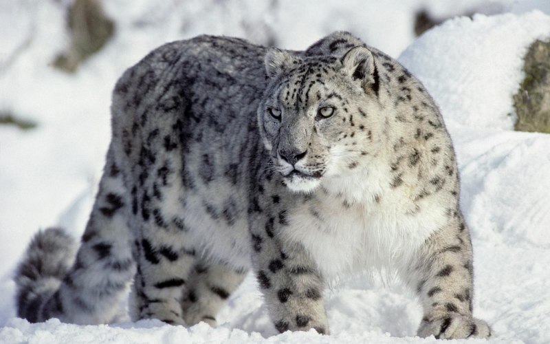 Снежный Барс (Ирбис, снежный леопард)