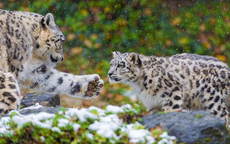 Irbis Snow Leopard