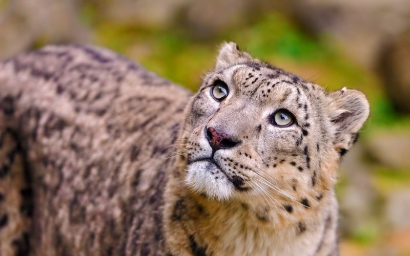Irbis Snow Leopard