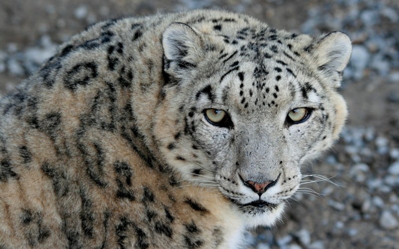 Снежный Барс uncia uncia