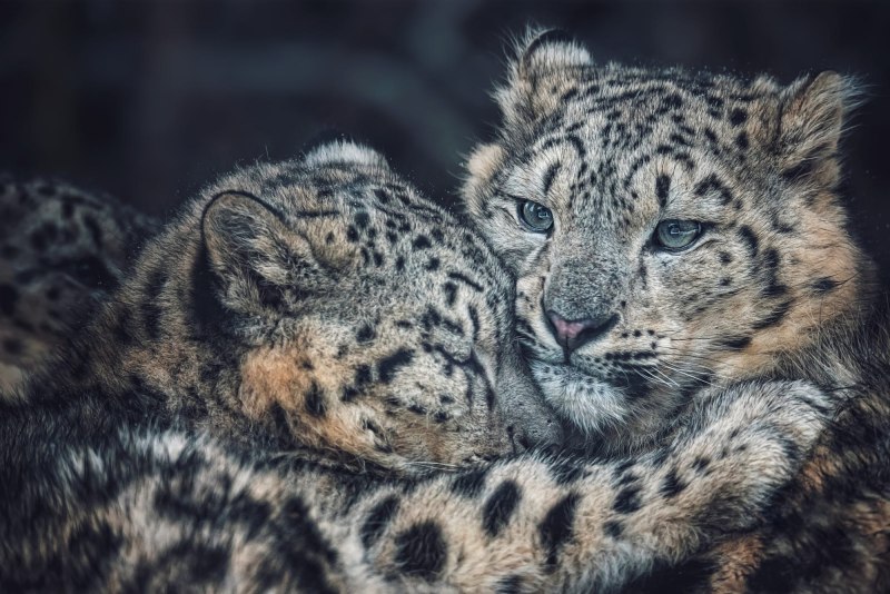 Леопард снежный Барс Ягуар