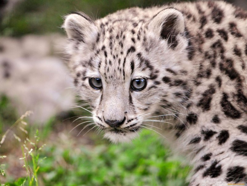 Снежный Барс (Ирбис, снежный леопард)