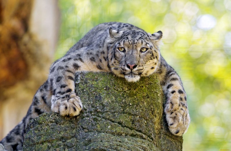 Снежный Барс (Ирбис, снежный леопард)