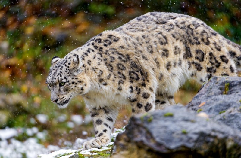 Снежный Барс Ирбис леопард