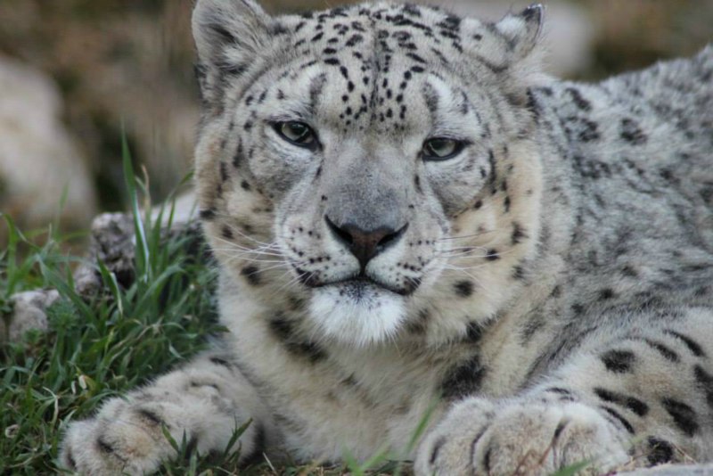 Саблезубый Барс