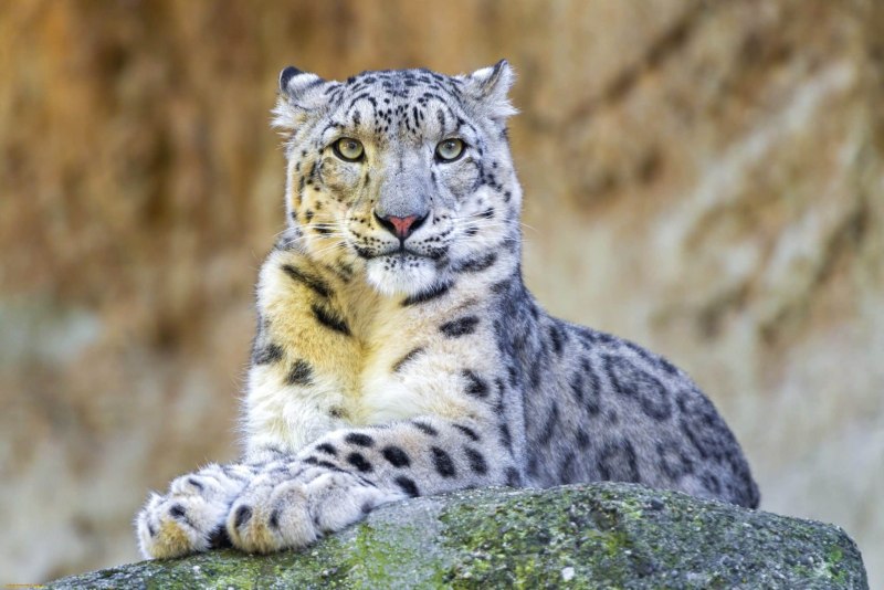 Снежный Барс Ирбис