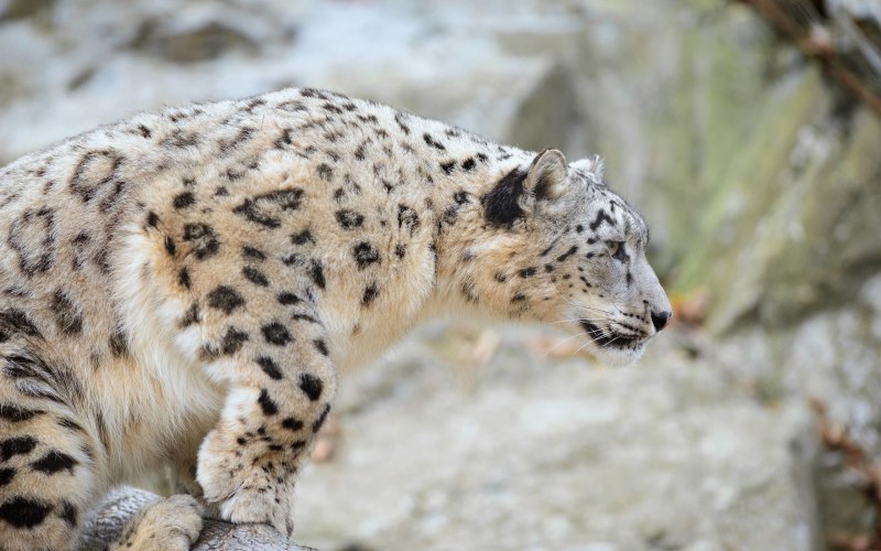 Леопард снежный Барс Ягуар