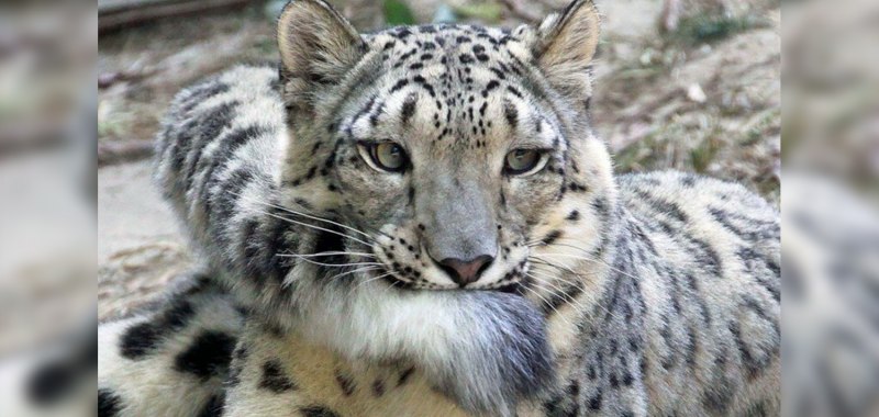 Снежные Барсы Арск